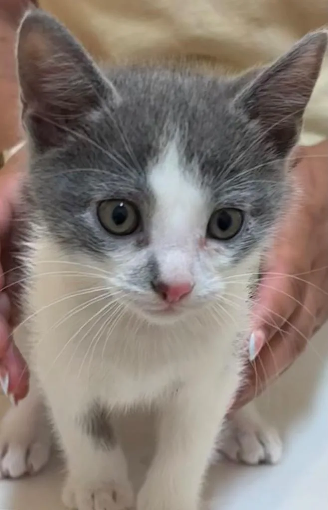 A baby small-sized male Domestic Short Hair cat named Sarge for adoption in Elizabethton, TN