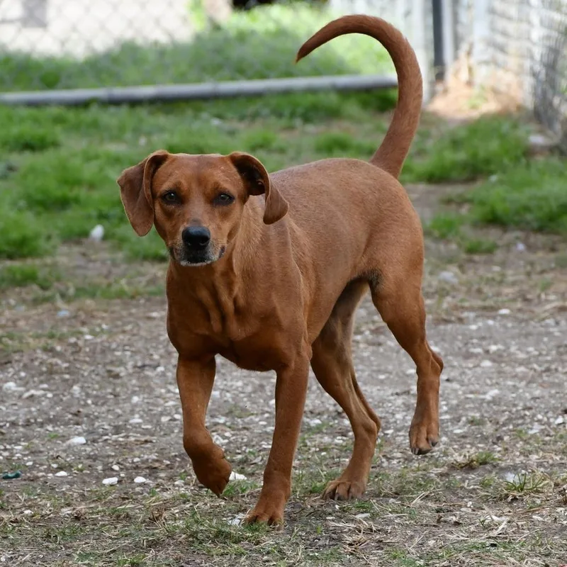 Jezebelle A thumbnail 2