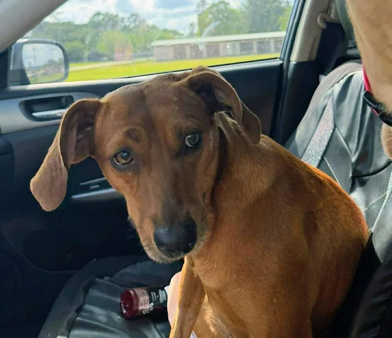 Jezebelle A thumbnail 3