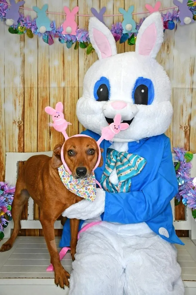 Jezebelle A thumbnail 5