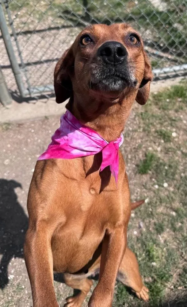 Jezebelle A thumbnail 6