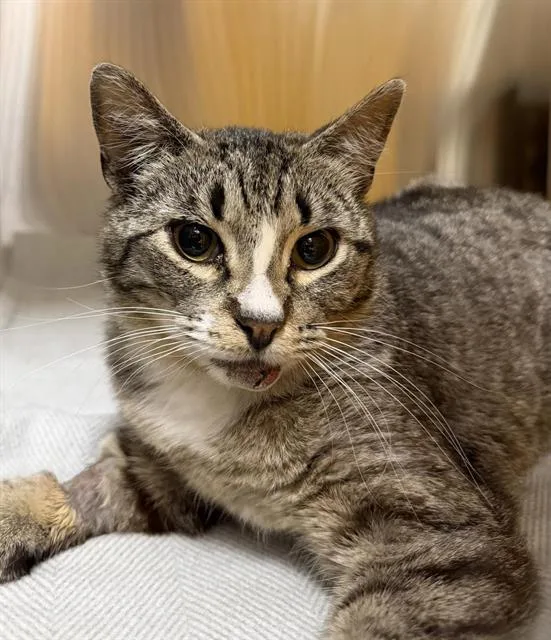 A young medium-sized male Domestic Short Hair cat named Heck for adoption in Albuquerque, NM