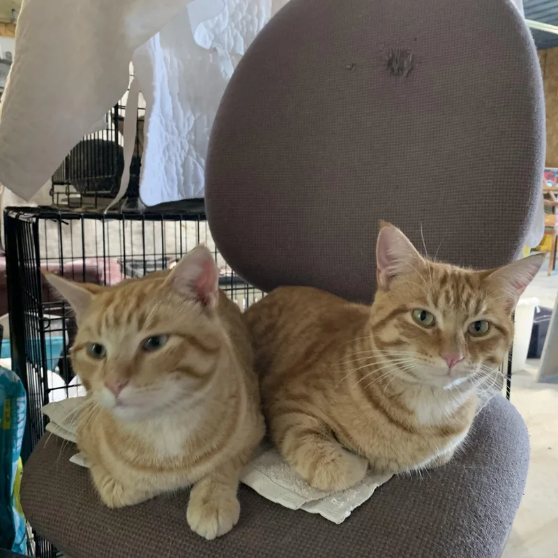 A young medium-sized male Orange & White Domestic Short Hair cat named Harry for adoption in Stockholm, WI