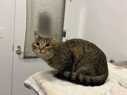 An adult medium-sized male Brown / Chocolate Domestic Short Hair cat named Zephyr for adoption in Kansas City, MO