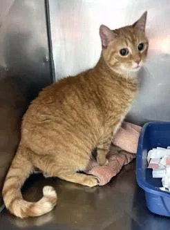 A senior medium-sized female Domestic Short Hair cat named Ginger for adoption in Fishers, IN