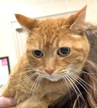 Ginger thumbnail 2