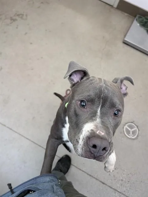 A young medium-sized male Pit Bull Terrier dog named Sam for adoption in Tucson, AZ