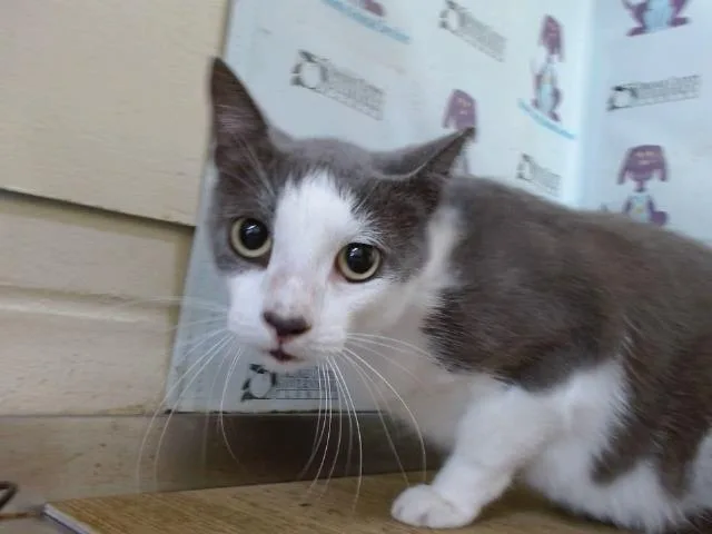 An adult small-sized male Domestic Short Hair cat named Merlin for adoption in Orlando, FL