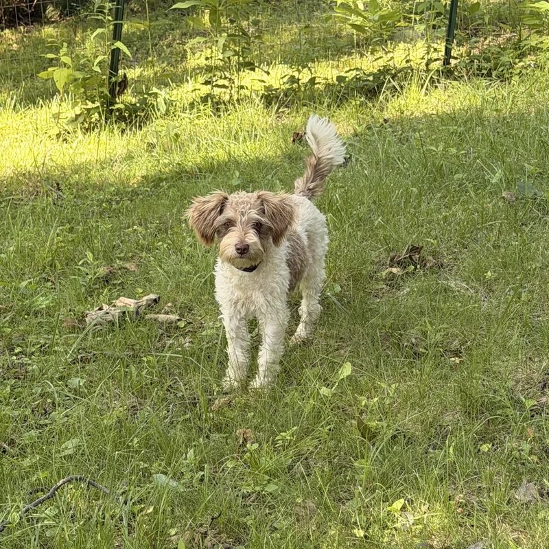 A young small-sized female Sable Schnoodle dog named Maggie for adoption in Monona, WI
