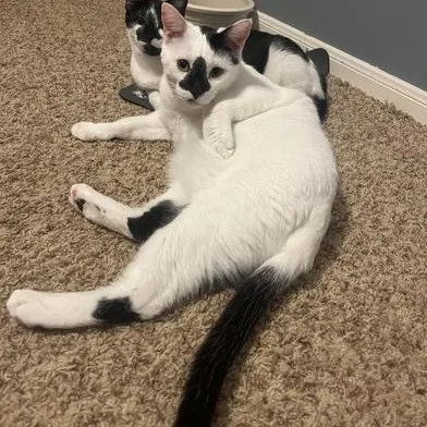 A baby medium-sized male Black Domestic Medium Hair cat named Luffy for adoption in Liverpool, TX