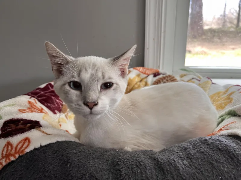 Nickolas thumbnail 2