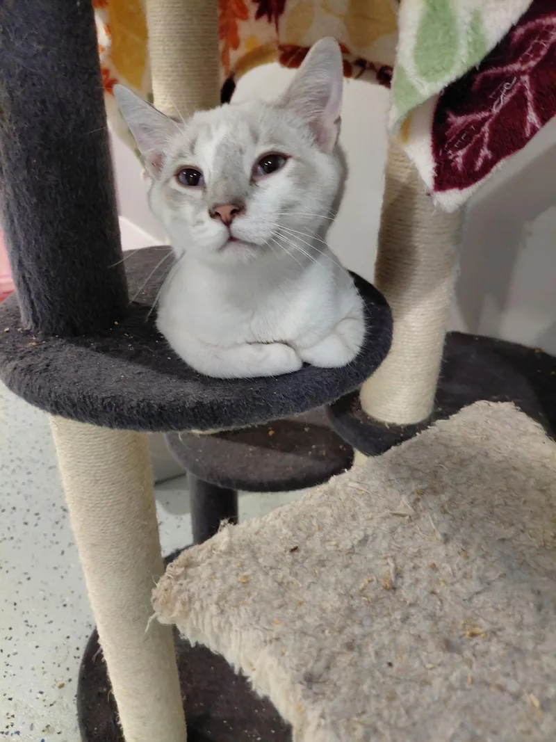 Nickolas thumbnail 3