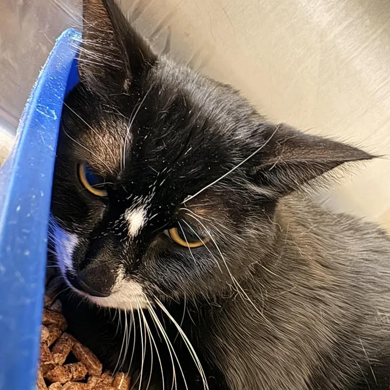 A young small-sized female Black & White / Tuxedo Domestic Short Hair cat named Pickles for adoption in Spokane, WA