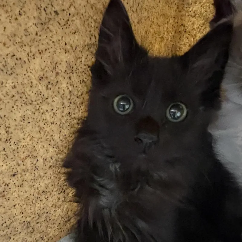 A baby small-sized male Black Domestic Medium Hair cat named Lennox for adoption in Pasadena, CA