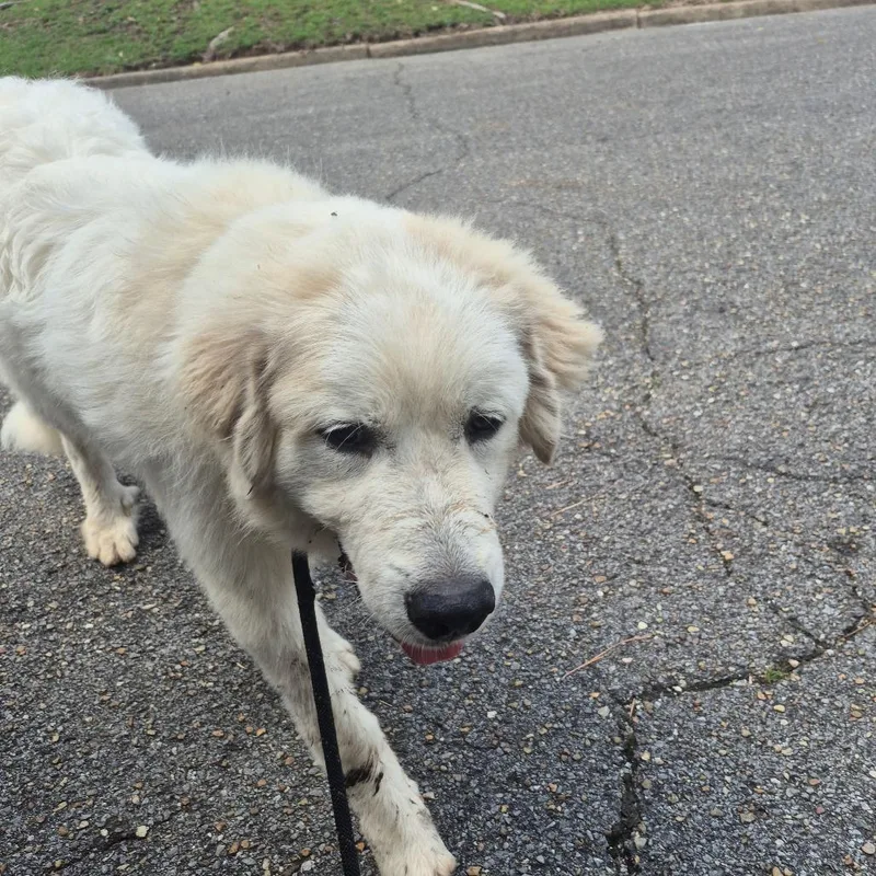 An adult large-sized male White / Cream Great Pyrenees dog named Benji for adoption in Montgomery, AL