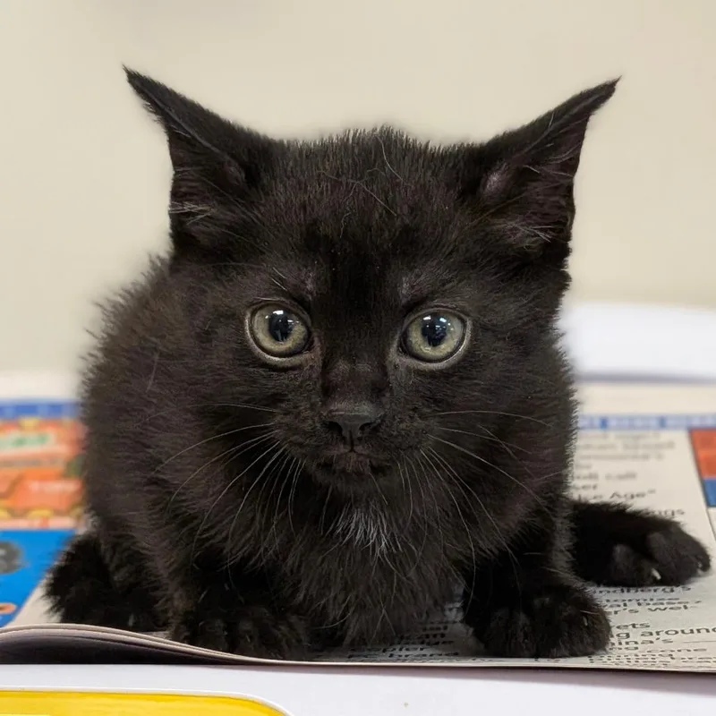 A baby small-sized female Black Domestic Short Hair cat named Scarab for adoption in Houston, TX
