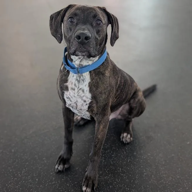 An adult medium-sized male Mixed Breed dog named Gus for adoption in West Olive, MI