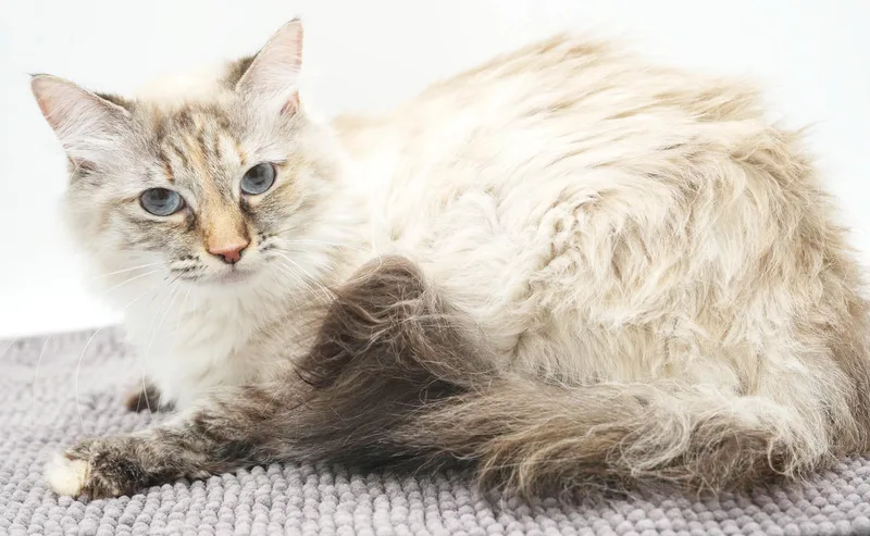 A young small-sized female Blue Cream Birman cat named Pippa and Charger  for adoption in Bedford Hills, NY