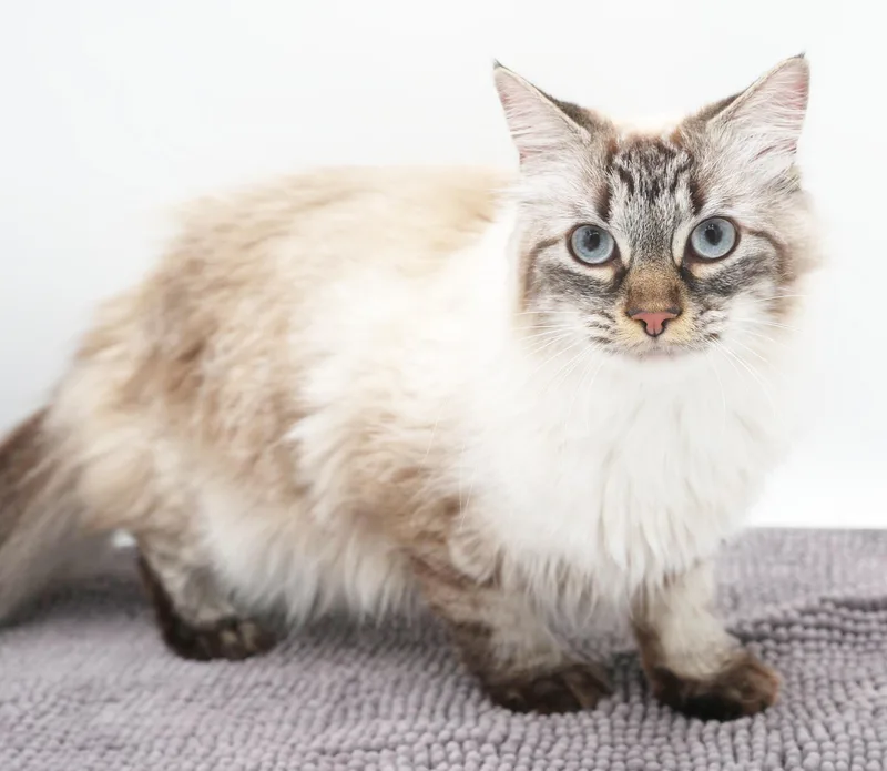 Pippa and Charger  thumbnail 2