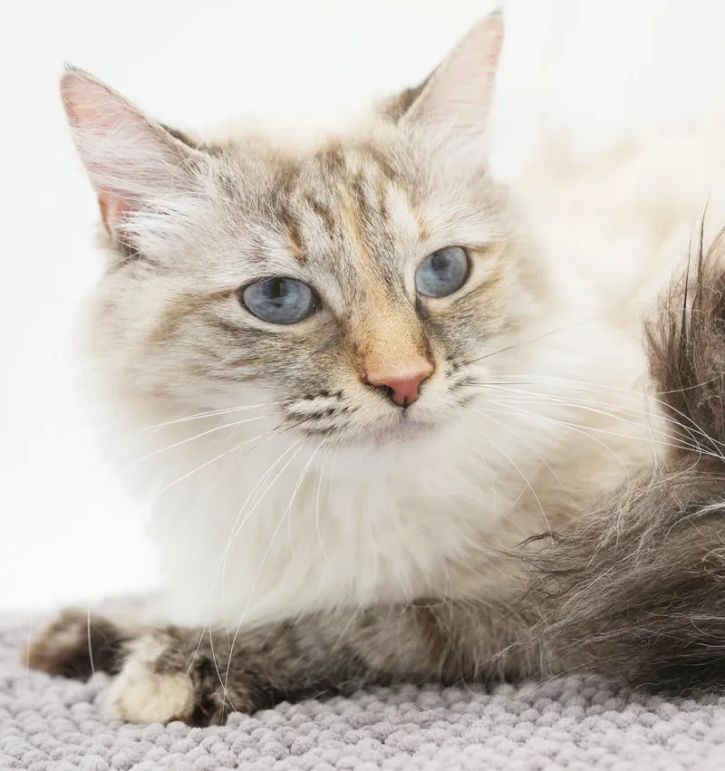 Pippa and Charger  thumbnail 3
