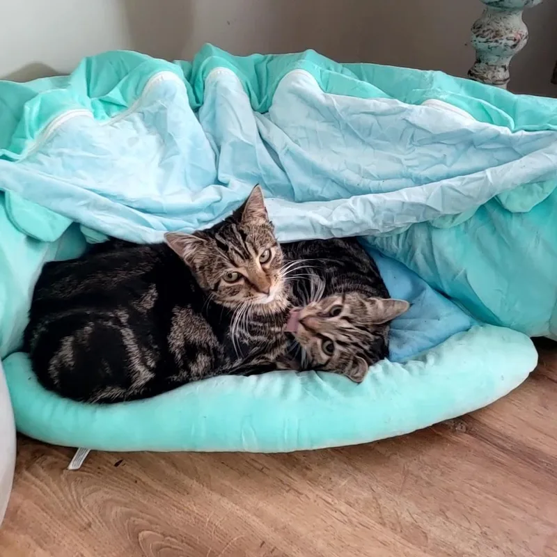 Dawson & Clarissa thumbnail 3