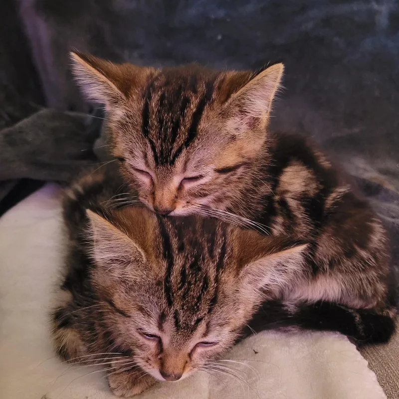 Dawson & Clarissa thumbnail 4