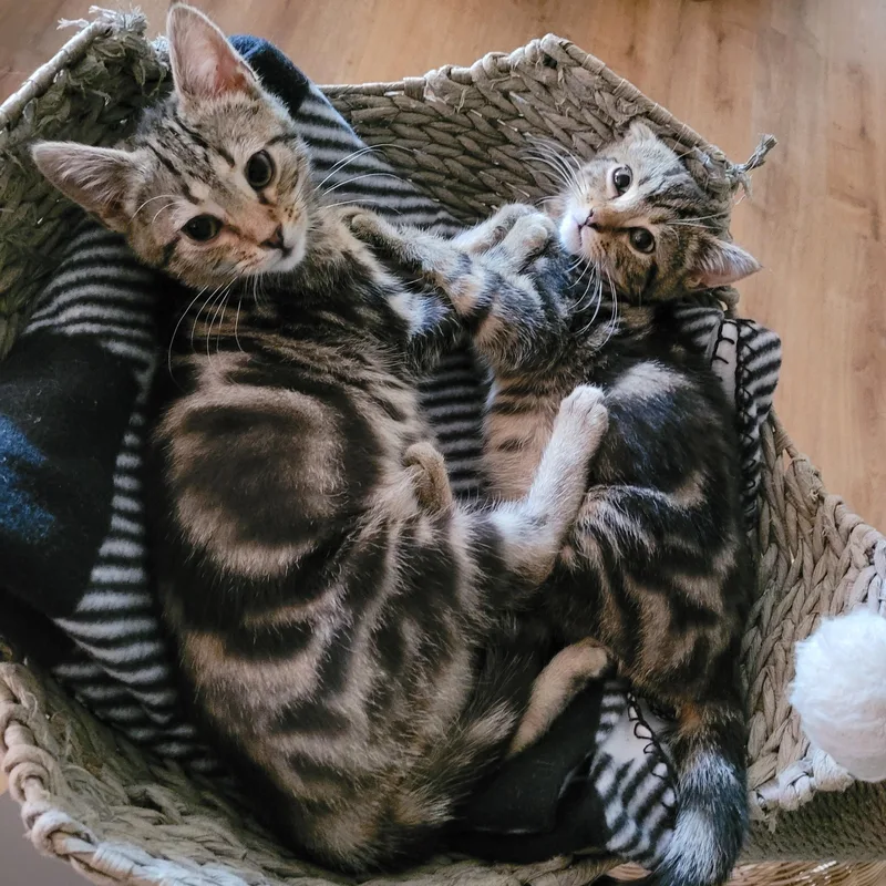 Dawson & Clarissa thumbnail 5