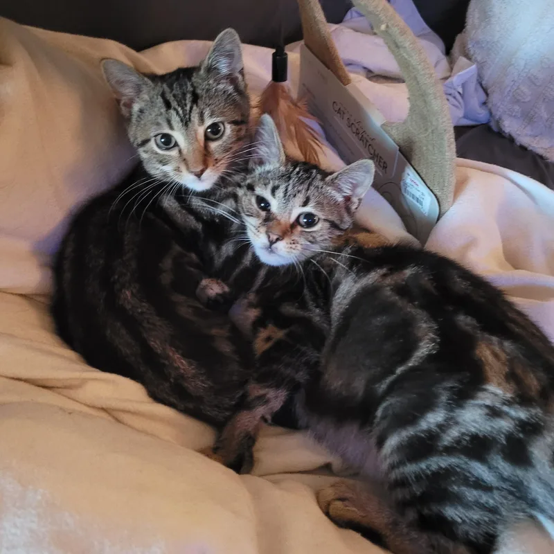 Dawson & Clarissa thumbnail 6