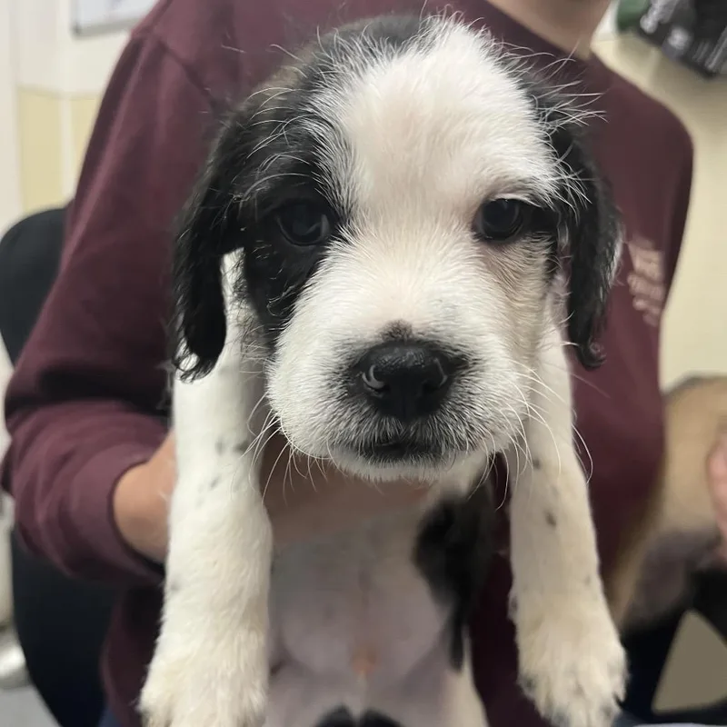 A baby small-sized male Black Terrier dog named Oreo for adoption in Point Richmond, CA