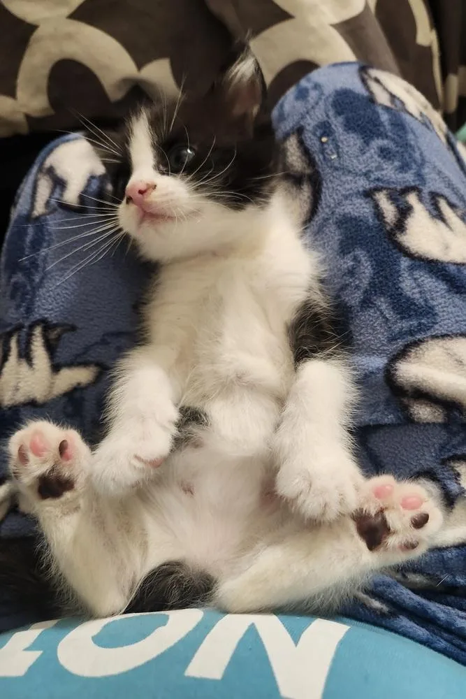 A baby small-sized male Black & White / Tuxedo Domestic Medium Hair cat named Linus for adoption in Virginia Beach, VA