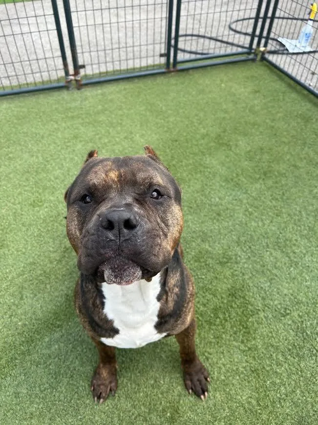 A young large-sized male American Bulldog dog named Optimus for adoption in Hopkinsville, KY