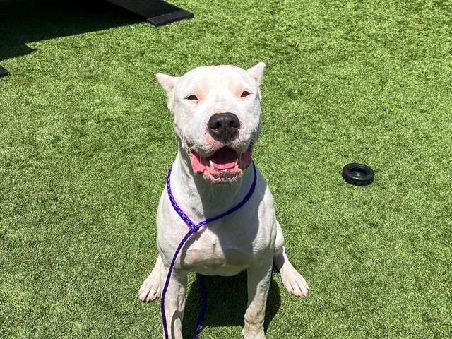 A young large-sized male Dogo Argentino dog named Ranger for adoption in Tustin, CA