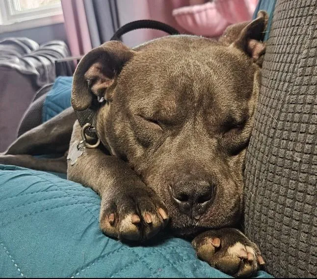 An adult medium-sized female Pit Bull Terrier dog named Ruffles for adoption in Troy, MI