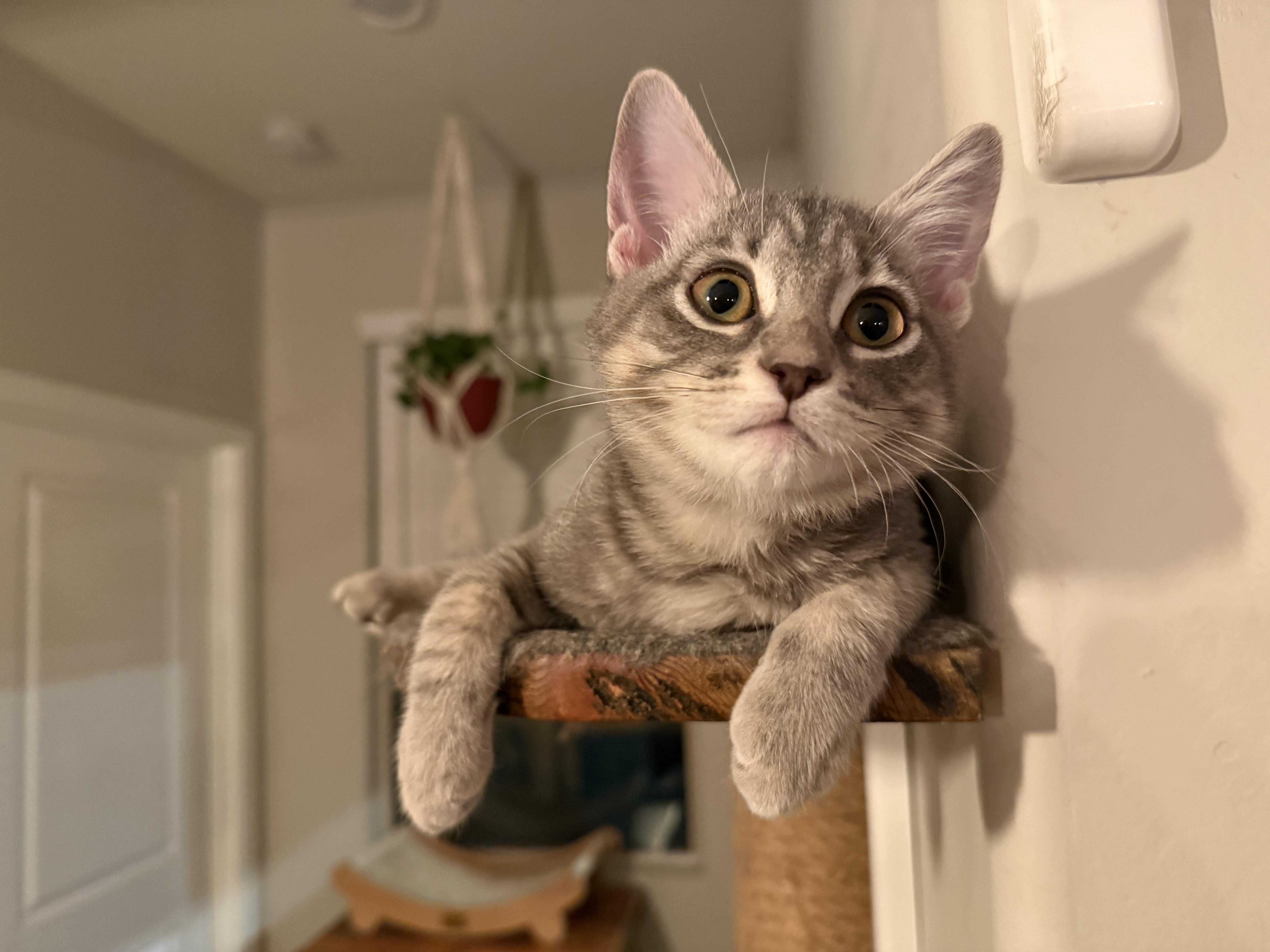 A young small-sized female Tabby (Gray / Blue / Silver) Tabby cat named Ouroboro for adoption in Peoria, AZ
