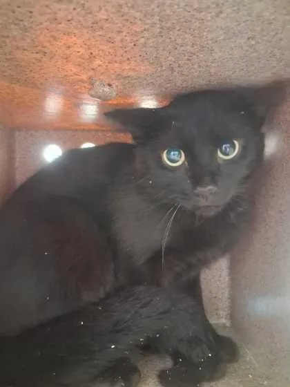 An adult large-sized male Domestic Short Hair cat named Coffee Pot for adoption in Sevierville, TN