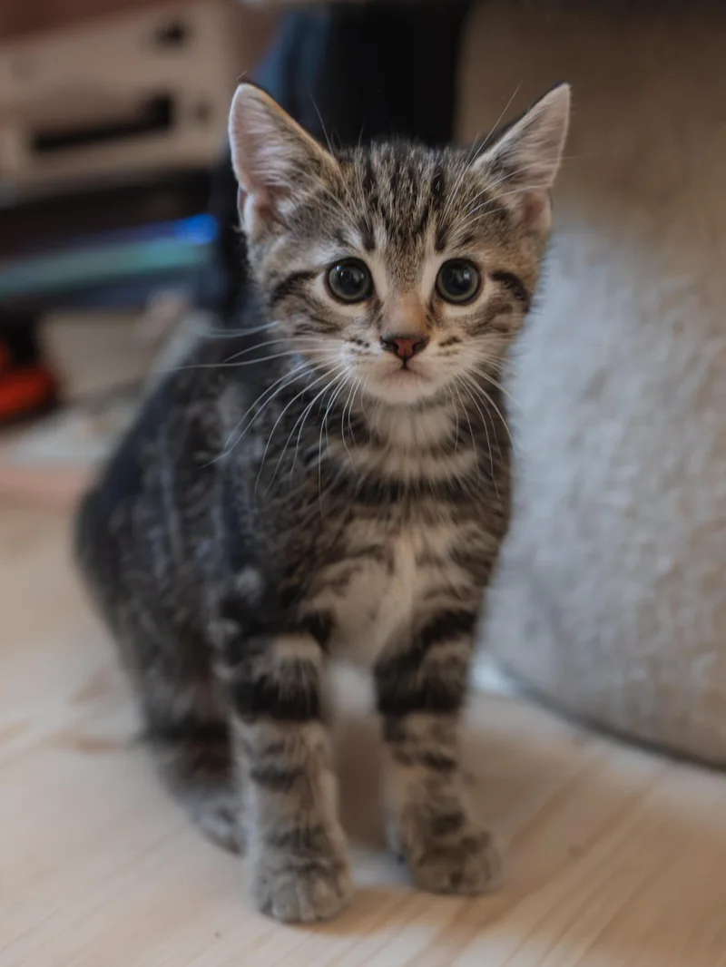 A baby medium-sized male Tabby (Brown / Chocolate) Domestic Short Hair cat named Freddie for adoption in New York, NY