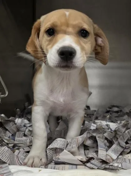 A baby small-sized male Terrier dog named Chewy for adoption in Honolulu, HI