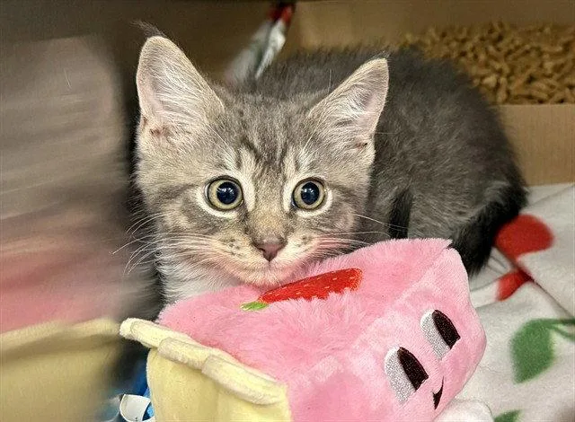 A baby small-sized male Gray / Blue / Silver Domestic Short Hair cat named Thumper for adoption in Tavares, FL
