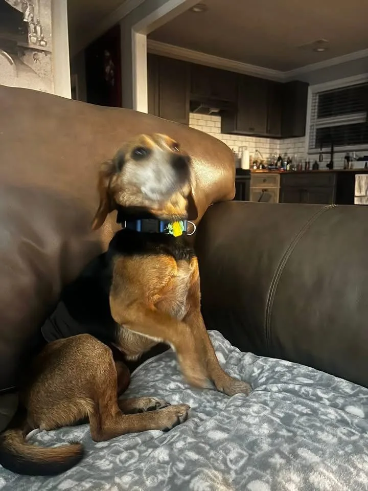 Snoop Dog thumbnail 5