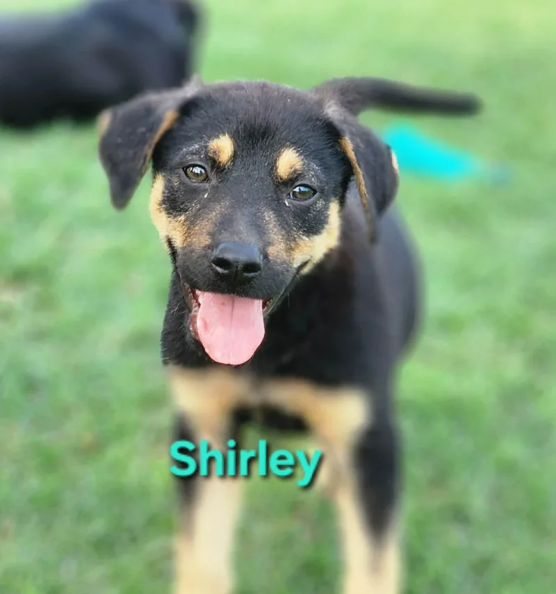 A baby small-sized female Golden Dachshund dog named Shirley for adoption in Austin, TX