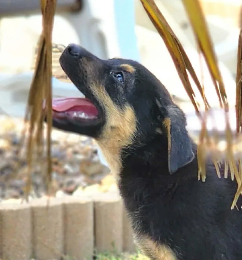 Shirley thumbnail 3