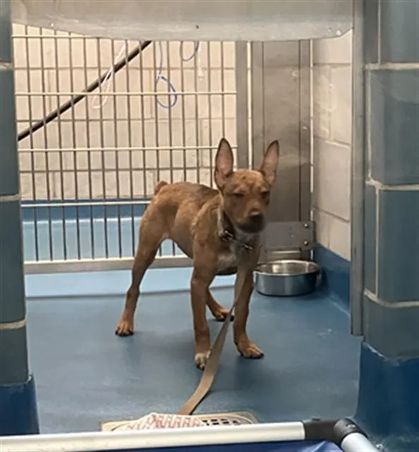A young medium-sized female Mixed Breed dog named Gina for adoption in Dallas, TX