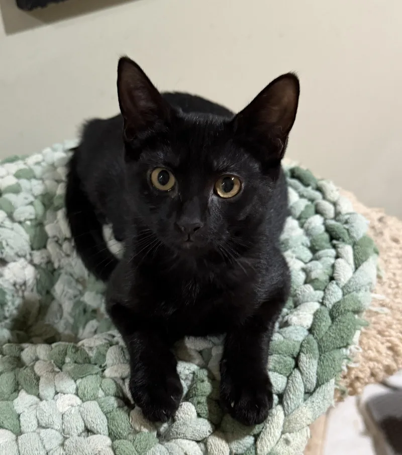 A baby medium-sized female Black Domestic Short Hair cat named Nyx for adoption in East Hanover, NJ