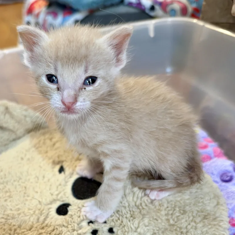A baby medium-sized male Tabby (Orange / Red) Domestic Medium Hair cat named Ozzy for adoption in Liverpool, TX
