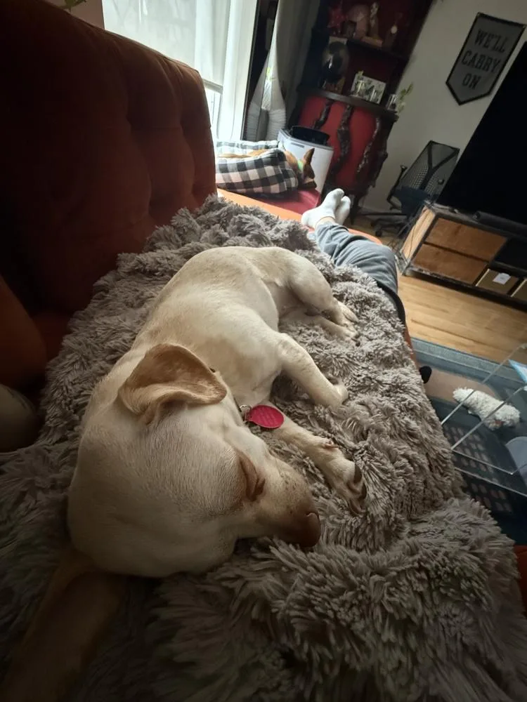 A young small-sized female Chihuahua dog named Malibu for adoption in Manhattan, NY