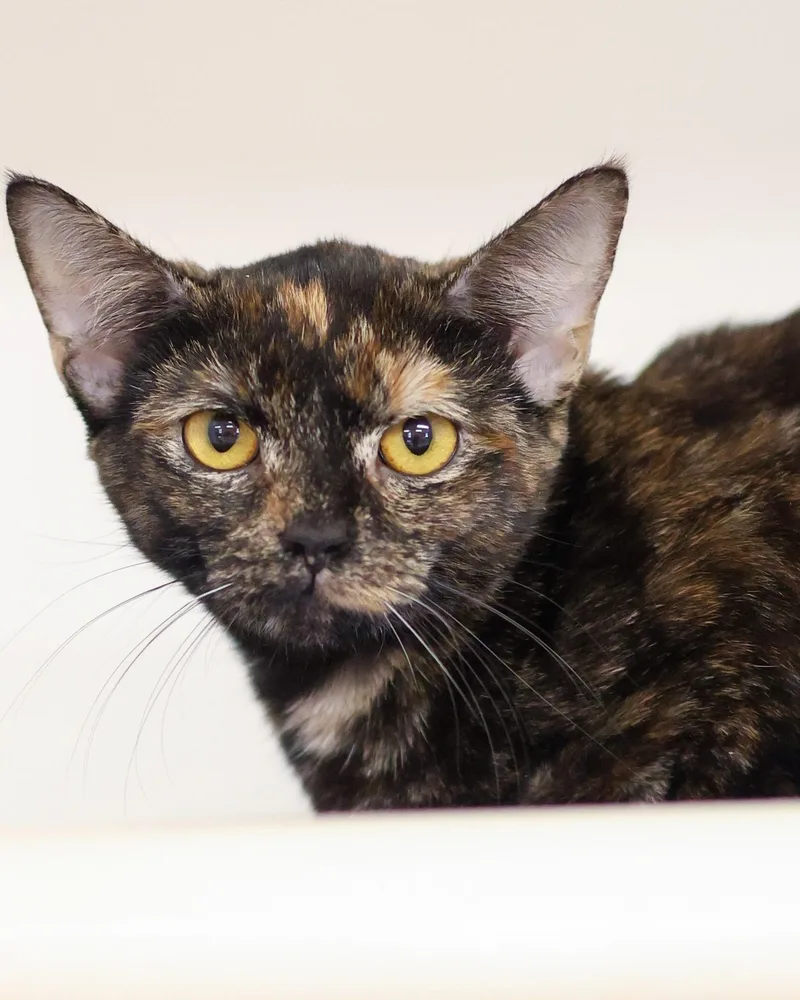 A young medium-sized female Calico Domestic Short Hair cat named Tigris for adoption in Bridgeport, CT