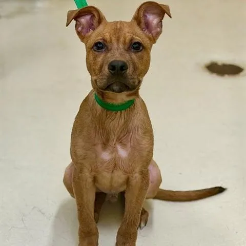 A baby medium-sized male Red / Chestnut / Orange Mixed Breed dog named Scrappy Doo for adoption in Columbia, MD