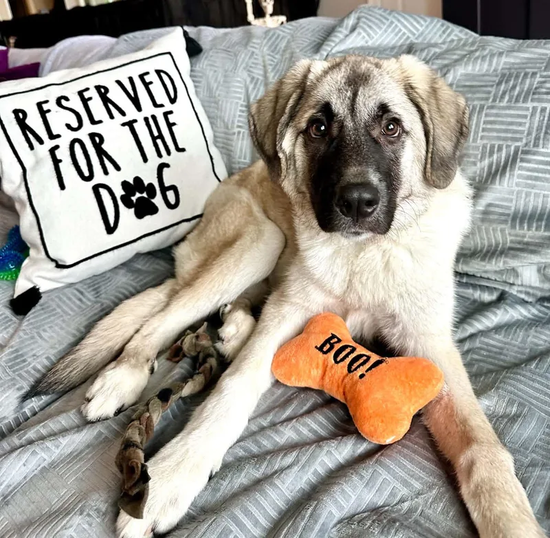 A baby large-sized female White / Cream Shepherd dog named Melek for adoption in Kansas City, KS