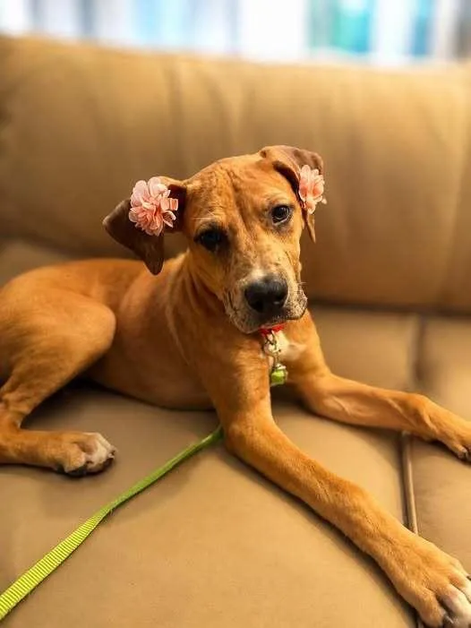A baby medium-sized female White / Cream Mixed Breed dog named Freddie for adoption in Milton, DE