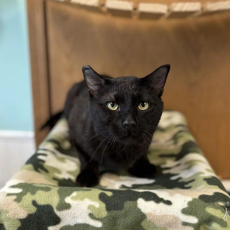 An adult large-sized male Black Domestic Short Hair cat named Hayward for adoption in Fargo, ND
